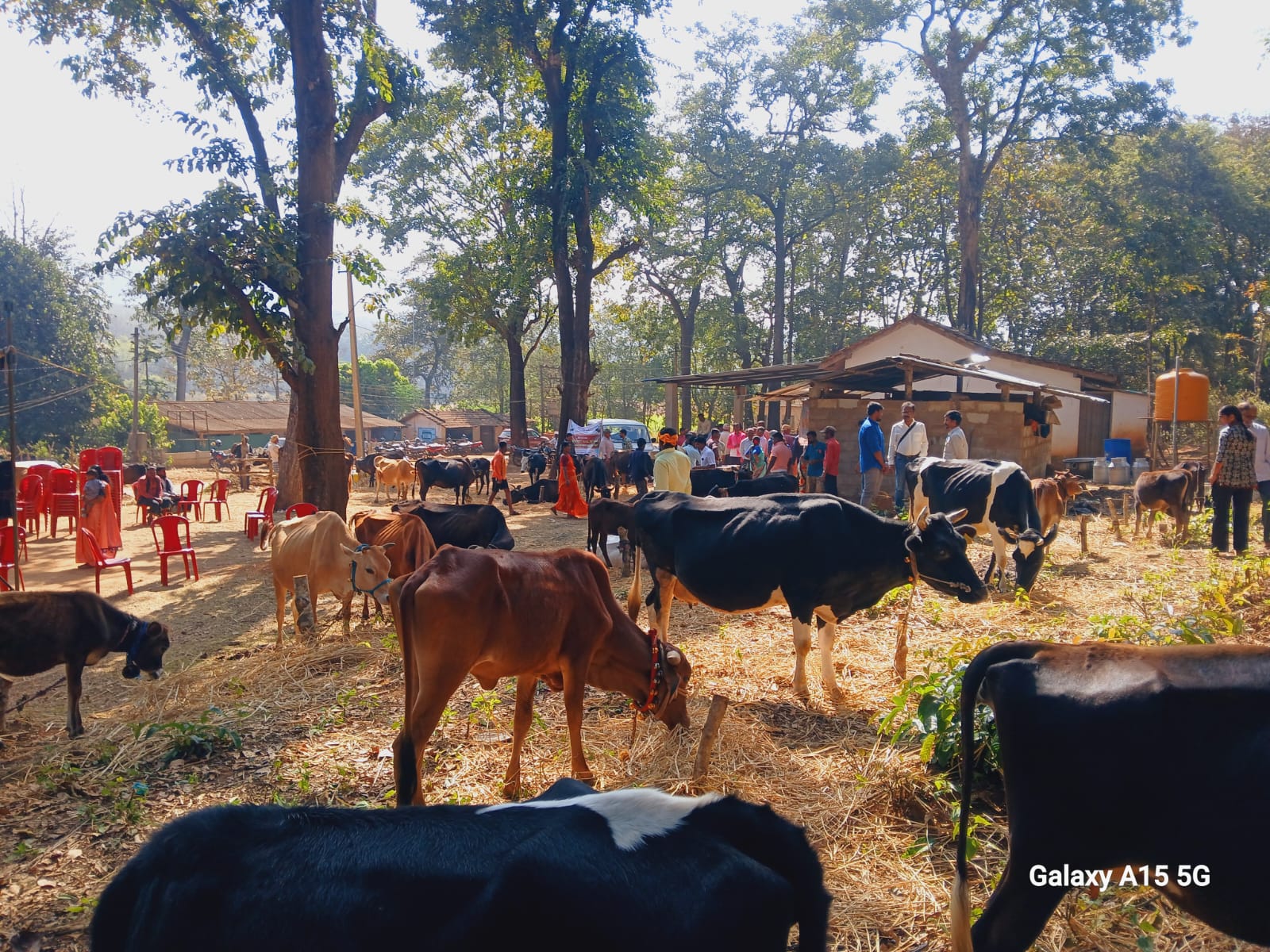 D 27 RPT 2P ಮಲೆನಾಡು ಗಿಡ್ಡ ಸಂತತಿ ಕ್ಷೀಣಿಸುತ್ತಿರುವುದು ಆತಂಕಕಾರಿ