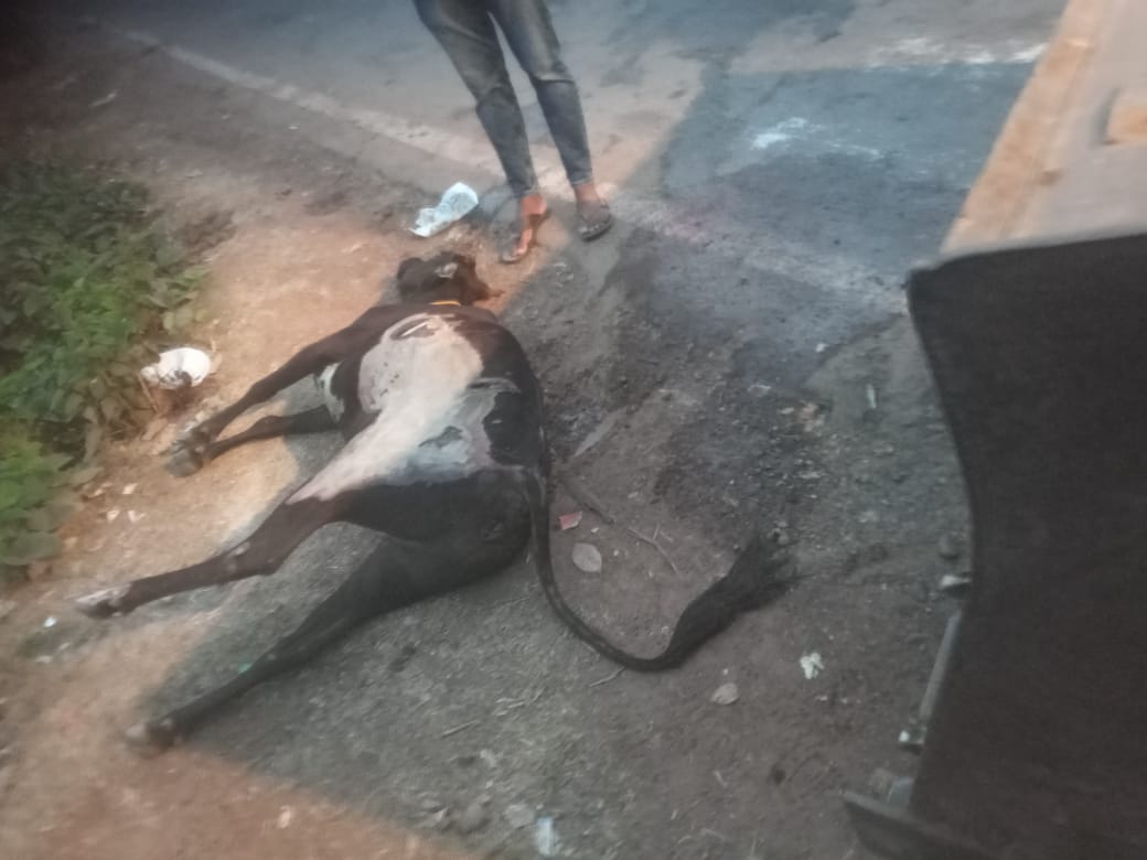 IMG 20251208 WA0065 ಅಮಾನವೀಯ ಘಟನೆ;ಒಂದು ಗೋವು ಸಾವು<br>ನಾಲ್ಕು ಗೋವಿನ ರಕ್ಷಣೆ