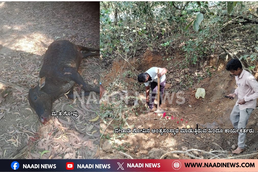 ನಾಡಿ ನ್ಯೂಸ್ 20251217 150518 00006589753032075911378 ರಸ್ತೆ ಅಪಘಾತ ,ಬೀಡಾಡಿ ಗೋವು ಸಾವು: ಹಿಂದೂ ಕಾರ್ಯಕರ್ತ ರಿಂದ ಅಂತ್ಯ ಸಂಸ್ಕಾರ