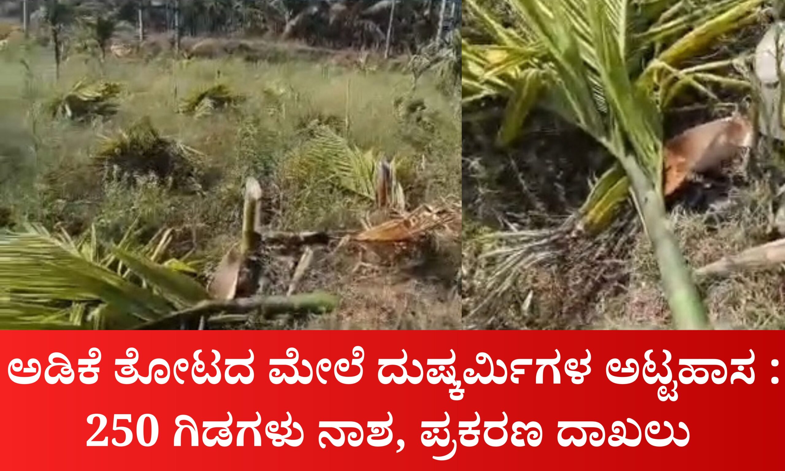 Blue and Red Voter Education Banner 20260323 194553 0000 scaled ಅಡಿಕೆ ತೋಟದ ಮೇಲೆ ದುಷ್ಕರ್ಮಿಗಳ ಅಟ್ಟಹಾಸ : 250 ಗಿಡಗಳು ನಾಶ, ಪ್ರಕರಣ ದಾಖಲು