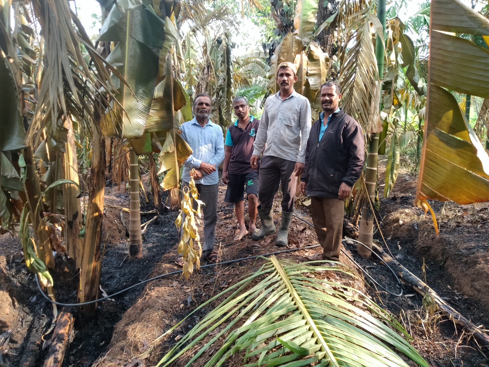 D 20 RPT 3P ವಿದ್ಯುತ್ ಶಾರ್ಟ್ ಸರ್ಕ್ಯೂಟ್‌ನಿಂದ ತೋಟಕ್ಕೆ ಬೆಂಕಿ: ನೂರಾರು ಮರಗಳು ಭಸ್ಮ