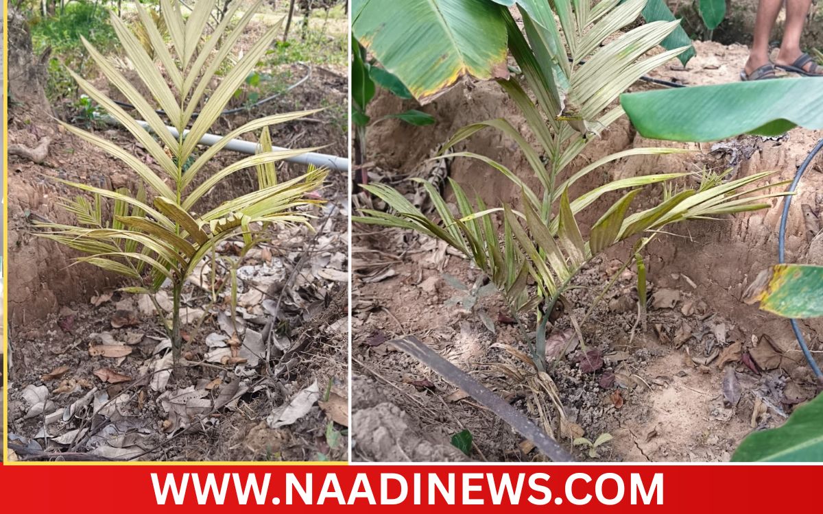 Addaheading 20260921 190311 0000 ಹರತಾಳು:ಅಡಿಕೆ ತೋಟಕ್ಕೆ ಕಳೆನಾಶಕ ಸಿಂಪಡಣೆ; ರಿಪ್ಪನ್ ಪೇಟೆ ಪೊಲೀಸ್ ಠಾಣೆಗೆ ರೈತನ ದೂರು