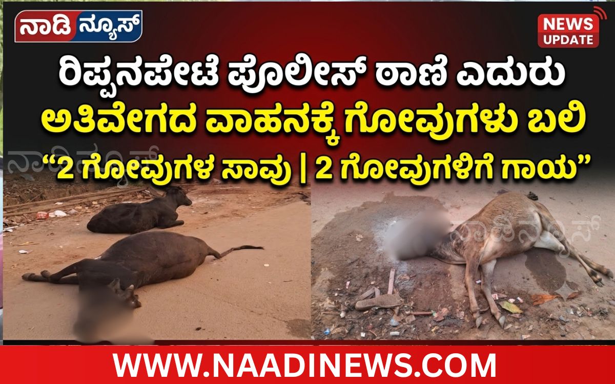 Addaheading 20261001 103646 0000 ರಸ್ತೆ ಅಪಘಾತ :ಅತಿವೇಗದ ವಾಹನಕ್ಕೆ ಗೋವುಗಳು ಬಲಿ; ಎರಡು ಗೋವುಗಳಿಗೆ ಗಾಯ